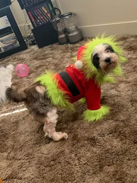 Natal, Grinch Dog Costume, Whoville Costumes, Dog Christmas Clothes, Grinch Costumes, Christmas Dog Outfits, Nightmare Before Christmas Drawings, Christmas Dog Costume, Christmas Jacket