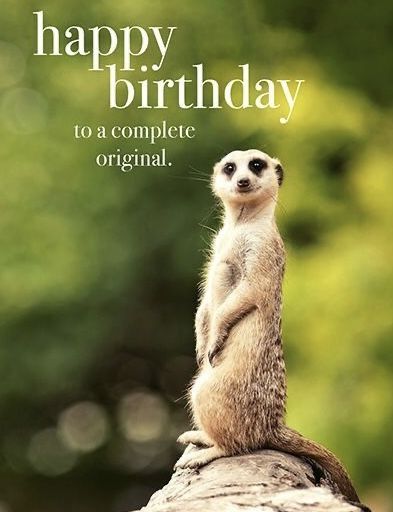 Happy Birthday Male Funny, Happy Birthday Crazy Friend, Male Happy Birthday Wishes, Happy Birthday Card Messages, Happy Birthday Male, Happy Birthday Wishes For Him, Congratulations Wishes, Animal Birthday Card, Happy Birthday Animals