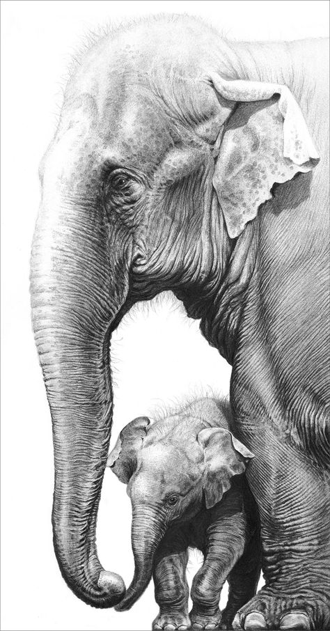 Pencil Drawing Tutorials, Drawing Faces, Asian Elephants, Art Du Croquis, Pencil Drawings Of Animals, Elephant Drawing, Cool Pencil Drawings, Asian Elephant, Elephant Love