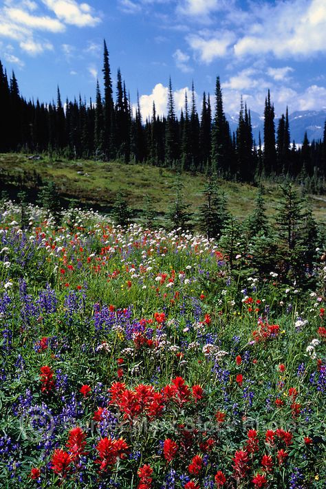 Mount Revelstoke National Park, Canadian Rockies, BC, British Columbia, Canada - Wildflowers blooming in Alpine Meadows, Summer Wilderness Aesthetic, British Columbia Mountains, Mount Revelstoke National Park, Canadian Forest, Best Landscape Photography, Canadian Road Trip, Canadian Nature, Alpine Flowers, Canadian Landscape