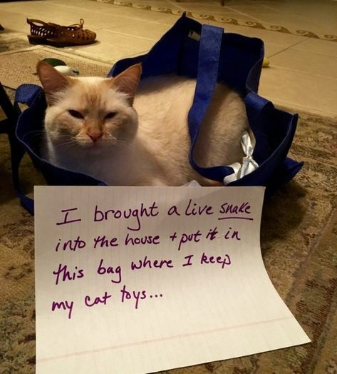 20 Hilarious and All New Cat Shaming Photos You Have To See - I Can Has Cheezburger? Cat Toys, Baby Cats, Humor Funny Pictures, Cat Scan, Cat Shaming, See World, New Cat, Humor Funny, Cat Memes