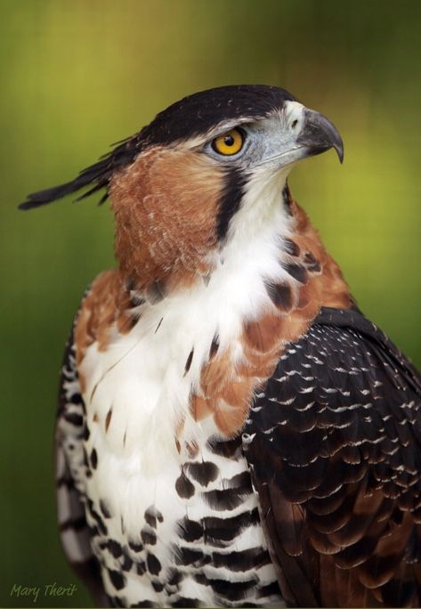 The ornate hawk-eagle (Spizaetus ornatus) is a bird of prey from the tropical Americas. This species of eagle is notable for its vivid colors, which differ markedly between adult and immature birds. (Mary Therit on Flickr) Colourful Birds, Hawk Eagle, Eagle Pictures, Exotic Birds, Alam Semula Jadi, Pretty Birds, Colorful Birds, Birds Of Prey, Birds Flying