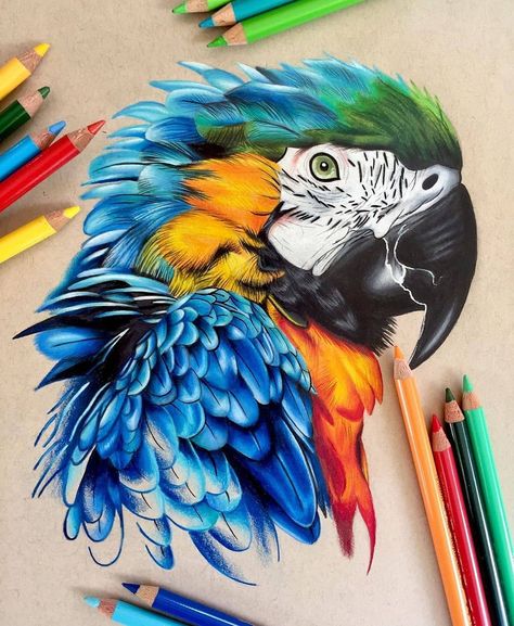 Colour Pencil Art Realistic, Coloured Pencil Animal Drawings, Bird Colored Pencil Drawing, Colored Pencil Artwork Ideas Beautiful, Color Sketches Drawing, Animal Realistic Drawing, Bird Drawings Realistic, Things To Draw Colored Pencil, Color Pencil Art Drawings