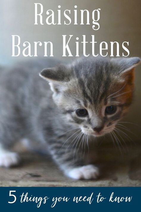 Barn cats are important on a homestead and litters of barn kittens are a joy but also a responsibility. This article explains 5 things everyone should know about raising barn kittens. Especially the big mistake I made and what I wish I had known. #barncats #barnkitten #catknowledge Outdoor Kitten Shelter, Outdoor Kitten Care, Barn Cats Care, Barn Cat Shelter, Homestead Plans, Cat Hunting, Cat Symbolism, Cat Grandma, Cat Having Kittens