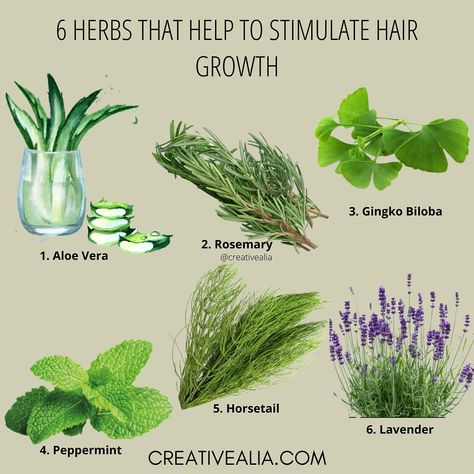 Looking for natural ways to boost hair growth? 🌿 Check out these 6 powerful herbs! Add them to your hair routine and see the difference. If you’re not much of a DIY girl and would prefer a ready made oil to boost your hair health, visit my shop to get our herb-infused hair oil and nourish your hair naturally. It’s filled with many herbs including some of the ones spoken above, that are proven to help your hair grow and shine ✨ #HerbalHairCare #NaturalHairGrowth #AloeVera #Rosemary #GingkoBilo... Plants For Hair Growth, Herbal Hair Growth Oil, Rosemary For Hair, Herbal Hair Care, Herbs For Hair Growth, Herbal Hair Oil, Herbal Hair Growth, Herbs For Hair, Rosemary Oil For Hair