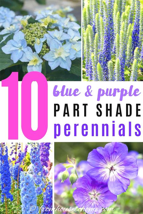 Partial Shade Perennials, Partial Sun Perennials, Shade Perennial Garden, Part Shade Perennials, Spring Bulbs Garden, Perennials Low Maintenance, Purple Perennials, Spring Perennials, Fall Perennials