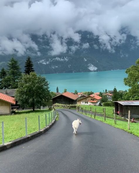 EARTH FOCUS on Instagram: “Exploring Lake Breinz with @rastawhiteshepherd! 🇨🇭 Video by @michelphotography_ch Explore. Share. Inspire: #earthfocus” Locarno, Switzerland Travel Summer, Switzerland Travel Winter, Blausee Switzerland, Switzerland House, Switzerland Wallpaper, Switzerland Christmas, Lake Geneva Switzerland, Locarno Switzerland