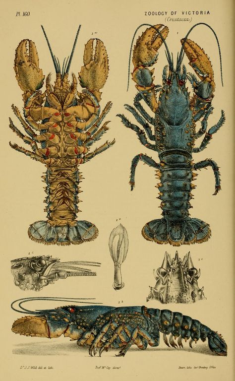 n65_w1150 | by BioDivLibrary Nature Illustrations, Zoology, Biological Illustration, Scientific Drawing, Science Illustration, Antique Illustration, Crustaceans, Scientific Illustration, Art Bundle