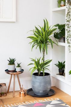 22 Best Dracaena Varieties for Indoors | Types of Dracaena Houseplants Indoor Cactus Plants, Dracaena Sanderiana, Ribbon Plant, Feng Shui Plants, Types Of Houseplants, Large Indoor Plants, Tanaman Indoor, Dracaena Plant, Plant Benefits