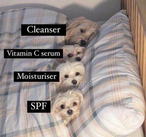 dogs each representing skincare products skincare meme self care skin care routines  selfcare routines moisturizer spa cleanser vitamin c serum  self care moisturize cleanse tone Cosmetics Quotes, Primer For Dry Skin, Tropic Skincare, Skin Facts, Skin Care Business, Makeup Humor, Skincare Blog, Moisturizing Serum, Pretty Skin