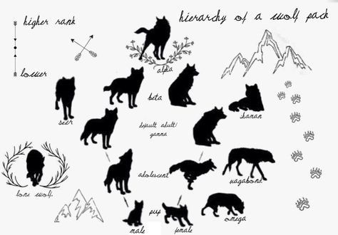 Wolf ranking Wolf Pack Names Ideas, Wolf Pack Ranks, Wolf Behavior, Wolf Pack Art, Wolf Ranks, Teen Wolf Tattoo, Facts About Wolves, Werewolf Name, Red Wolves