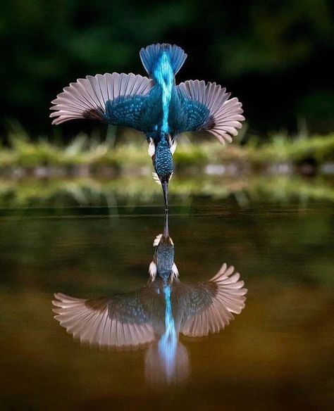 Time for the Hunt - 9GAG Colourful Birds, National Geographic Photography, Common Kingfisher, Kingfisher Bird, Airbrush Art, Like Animals, Bird Pictures, Exotic Birds, Pretty Birds