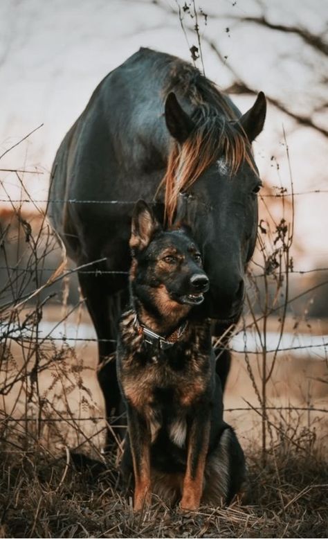 sabinerondissime Really Cool Pictures, Horse And Dog Wallpaper, Cool Horse Wallpapers, Australian Light Horse, Dog And Horse Photography, Cute Pics To Take With Your Horse, Dogs And Horses, Horse And Dog Photography, Horseback Aesthetic