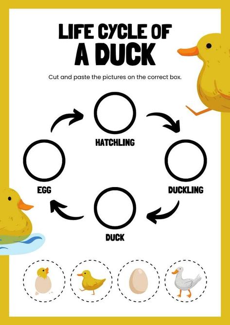 Life Cycle of A Duck English Animal Worksheet Montessori, Duck Life Cycle Free Printable, Life Cycle Of Animals Project, Pond Animal Activities For Preschool, Duck Life Cycle Preschool, Duck Worksheet, Duck Life Cycle, Life Cycle Of A Bee, Bird Life Cycle