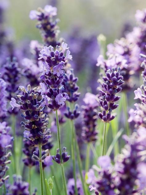 Growing Lavender Indoors, Lavender Varieties, Fairy Garden Flowers, Hgtv Garden, Growing Lavender, Lavender Aesthetic, English Lavender, Lavender Plant, Lovely Lavender