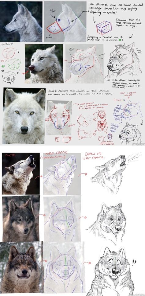 Bri 🌻 (@bearlyfeline): A friend asked me for some muzzle/face drawing advice so I made these and figured someone might find it useful! (Please excuse my awful handwriting! :'D)‪  [Pinned from Twitter using iOS Shortcuts. Please visit the original source!] Wolf Anatomy, Ios Shortcuts, Drawing Advice, Dog Face Drawing, Bri On Twitter, Canine Drawing, Wolf Sketch, Dog Anatomy, Animal Study