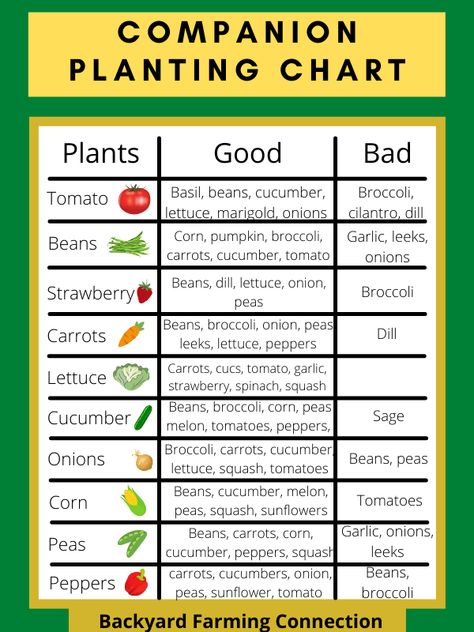 Companion Planting Layout, Planting Layout, Tomato Companion Plants, Companion Planting Chart, Companion Planting Vegetables, Companion Gardening, Garden Companion Planting, Vegetable Garden Planner, Tattoo Plant