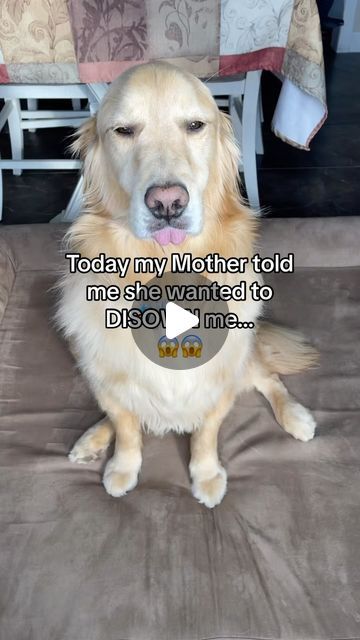 Nature, Memes Funny Dogs, Dog Humor Hilarious, Funniest Dog Videos, Hilarious Dog Videos, Really Funny Dog Videos, Funny Dog Fails, Dog Videos Funny, Funny Dogs Videos