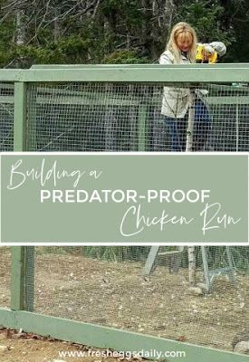 Chicken Run Ideas Diy, Building A Chicken Run, Chicken Enclosure, Chicken Fence, Chicken Coop Garden, Backyard Chicken Coop Plans, Chicken Pen, Chicken Coup, Chicken Coop Run