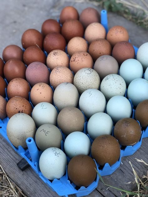 Chicken Egg Colors By Breed - Alchemist Farm Blue Chicken Coop, Chicken Coop Colors, Coop Colors, Blue Chicken Eggs, Pet Chickens Breeds, Rare Chicken Breeds, Chicken Egg Colors, Black Copper Marans, Cream Legbar