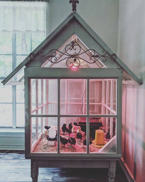 Old Windows Chicken Coop, Diy Indoor Chicken Coop, Chic Brooder Ideas, Chicken House Interior, Chicks Brooder Ideas, Old Window Chicken Coop, Chicken Coop Brooder Ideas, Large Brooder Box Ideas, Diy Chick Brooder Boxes