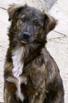 Mutts are so beautiful Best Family Dog Breeds, Family Dogs Breeds, Mutt Dog, Best Dogs For Families, Dog Mixes, Dog Rules, Mixed Breed Dogs, Blue Heeler, Family Dogs