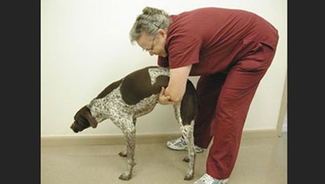 Do you know what to do if your dog is choking? Knowing a few emergency procedures, such as CPR (cardiopulmonary resuscitation) and the Heimlich maneuver for dogs, is critical to saving lives because you may not have time to get to a vet and your dog could suffocate.  Dogs love to chew bones, sticks, toys, socks and anything small enough to fit into their mouths. But on occasion, an object may become dangerously lodged in your dog’s throat or windpipe.  If your dog is choking and suffocating, ... Heimlich Maneuver For Dogs, Cpr For Dogs, Emergency Procedures, Heimlich Maneuver, Cardiopulmonary Resuscitation, A Vet, Pet Clinic, Dog Safety, Dog Info