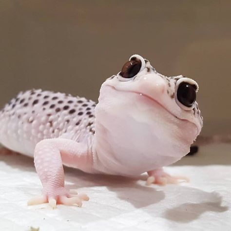 An adorable Leapord Gecko! Leopard Gecko Cute, Animals Snake, Cute Gecko, Pet Lizards, Cute Lizard, Leopard Geckos, Rabbit Cages, Cute Snake, Cute Reptiles
