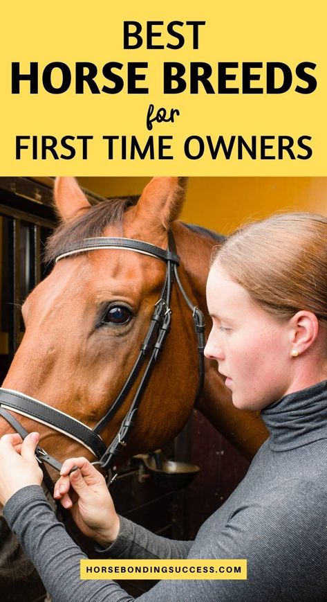 Follow our simple guide to help choose the best horse breeds for beginners and first-time horse owners. Best Horse Breeds For Beginners, First Time Horse Owner, Horse Breeds For Beginners, Horse Bonding, Common Horse Breeds, Best Horse Breeds, Horses For Sale Near Me, Simple Horse Barns, Horse Farm Layout