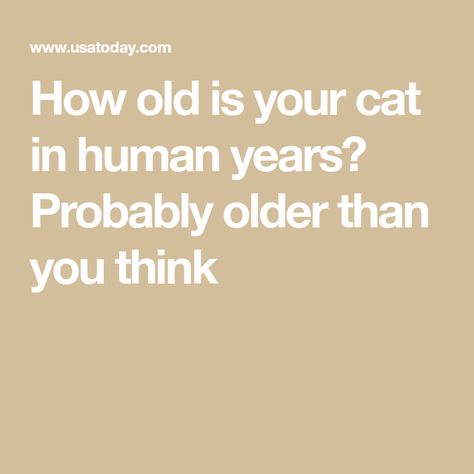 How old is your cat in human years? Probably older than you think Information About Cats, Cat Years, Cat Ages, Tortoise Shell Cat, Veterinary Clinic, Old Cats, Outdoor Cats, How Old, Indoor Cat