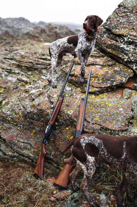 German Shorthaired Pointer Black, Upland Hunting, German Shorthaired Pointer Dog, Pointer Puppies, Pheasant Hunting, Hunting Life, German Shorthair, Pointer Dog, Bird Hunting