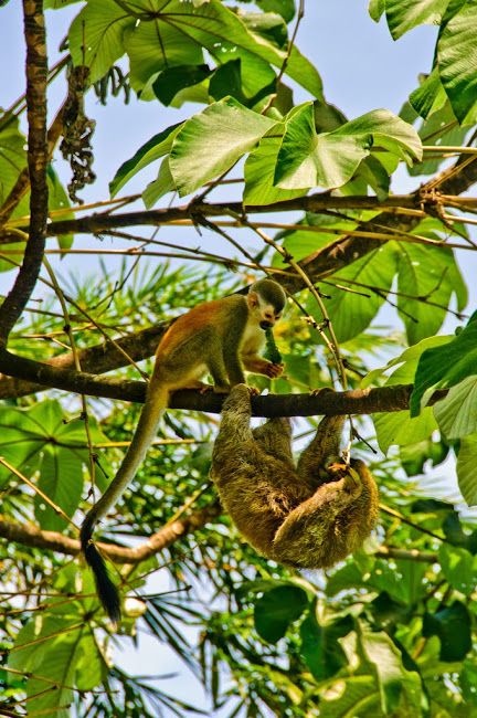 Sloth meets monkey in Quepos, Puntarenas, Costa Rica - http://ticotimes.com Costa Rica, Tumblr, Quepos, Puntarenas, Latin America, Nature, Costa Rica Wildlife, Puntarenas Costa Rica, Endangered Wildlife