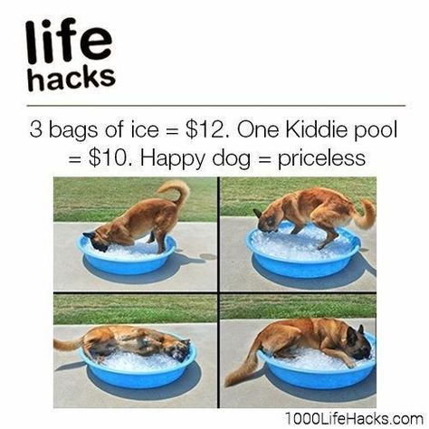 16 Life Hacks All Pet Owners Can Use - I Can Has Cheezburger? Winston Bishop, Dog Life Hacks, Dog Pitbull, Fun Summer Activities, Summer Activity, Dog Hacks, Training Your Puppy, Dog Training Obedience, Dog Obedience