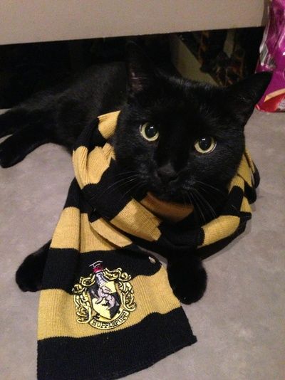 harry potter hufflepuff | Black cat with Hufflepuff pride. | Harry Potter Black, Harry Potter, Badger, Hufflepuff Harry Potter, Hufflepuff Pride, Harry Potter Harry, Harry Potter Universal, Harry Potter World, Black Cat