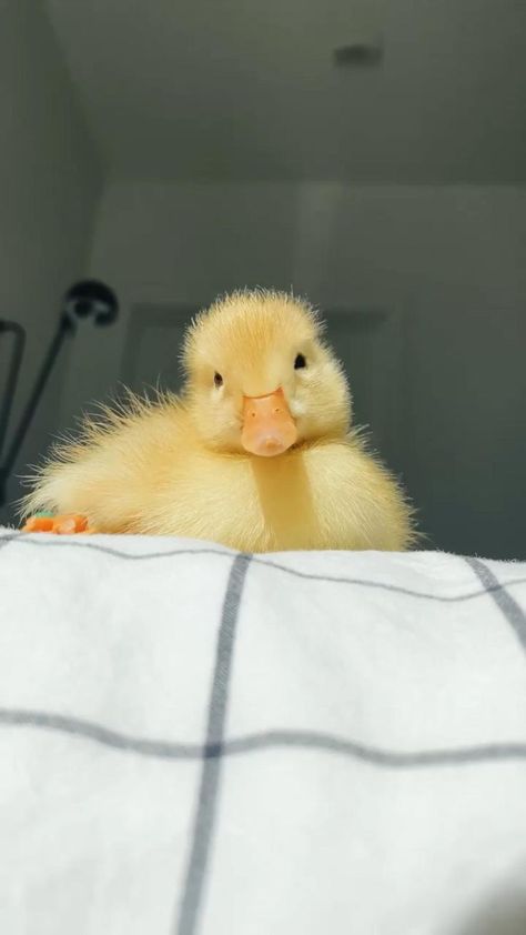 Pin on Ducklings Pet Ducks, Cute Ducklings, Cute Small Animals, Baby Animals Pictures, Baby Ducks, Super Cute Animals, Cute Animals Images, Cute Wild Animals, Fluffy Animals