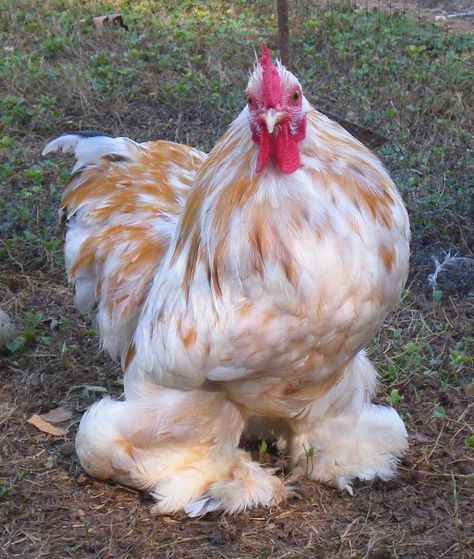 Best 25+ Bantam chickens ideas on Pinterest | Frizzle chickens, Fancy chicken coop and Types of ... Cochin Chickens, Chickens Backyard Breeds, Bantam Chickens, Chicken Pictures, Fancy Chickens, Beautiful Chickens, Hen Chicken, Keeping Chickens, Cute Chickens