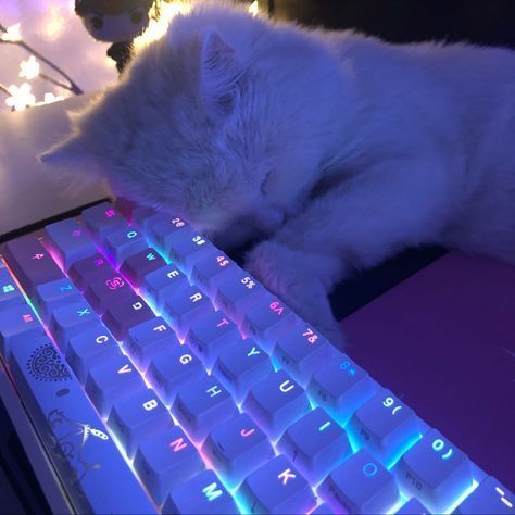 Animal Jokes, Good Pfp For Discord, Cat Keyboard, Cool Pfps For Discord, Gamer Cat, Cat Profile, Cat Icon, Cat Aesthetic