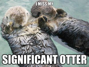 significant otter meme | quickmeme Sleep, Otters, Speyer, Animals, Sea Otters, Drift Away, Hold Hands, Sea Otter, Holding Hands