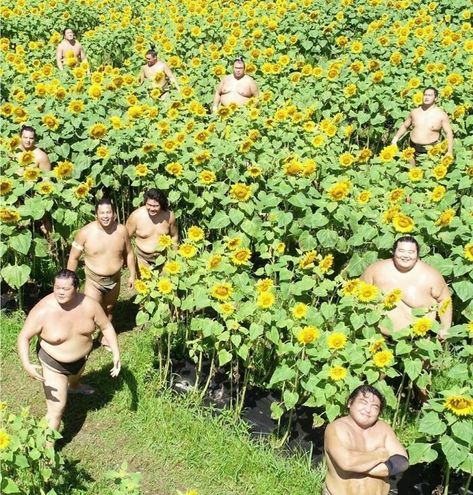 “Japanese Stuff Without Context”: 40 Funny And Weird Pics That Showcase How Unique Japan Really Is Sumo Wrestler, Field Art, Sunflower Photo, Sunflower Field, Wheat Fields, Sunflower Fields, Minneapolis, Make You Smile, Album Covers