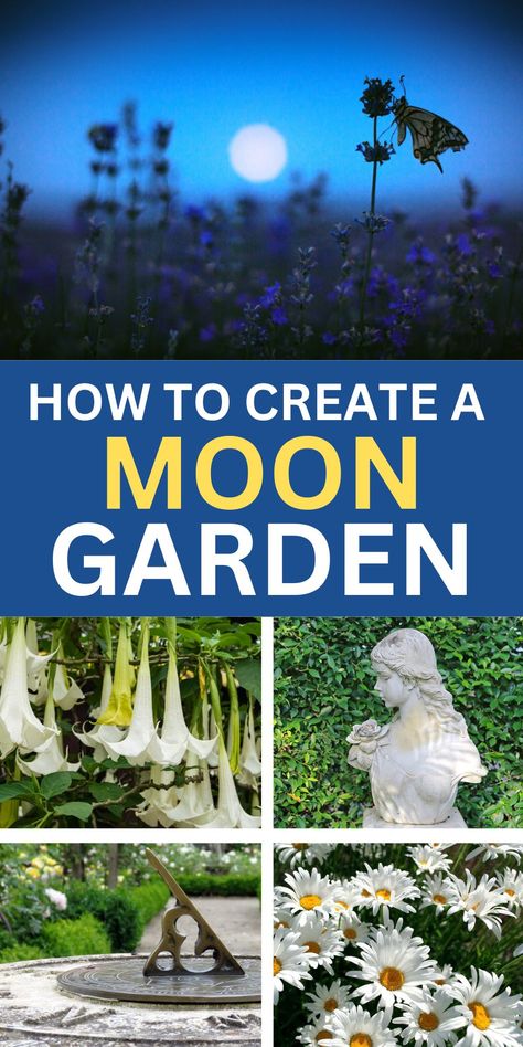 How to Create a Moon Garden: Gardening Ideas - Picture of Moon, Angel's Trumpet, Statue, Sundial, Shasta Daisies Pentagram Herb Garden, Backyard Garden Design Ideas Layout, Moon Gardens At Night, Flower Garden Against House, Witches Garden Design, Zen Outdoor Garden, Moon Garden Ideas Backyards, Diy Enchanted Garden Backyards, Woodland Garden Design Layout