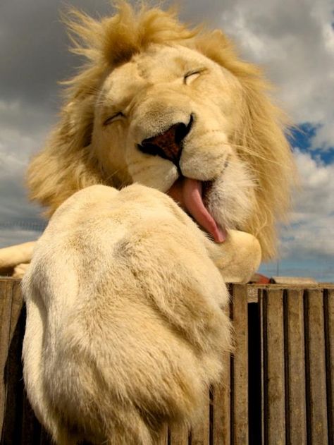 Lions can be cute ,too ! Big Cats, Gato Grande, Il Re Leone, Animal Planet, The Animals, Animal Photo, 귀여운 동물, Beautiful Cats, Beautiful Creatures