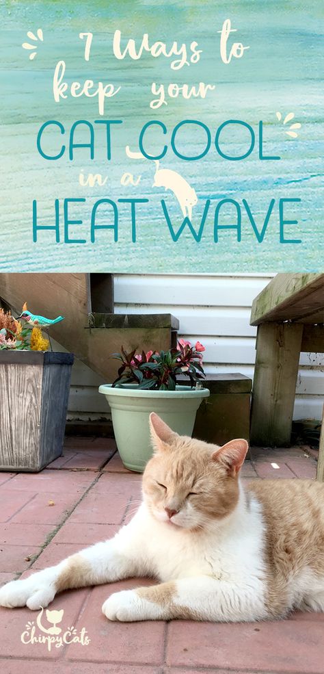 Cats know how to keep cool. They have some clever tricks up their fur sleeves to keep cool when the weather is sizzling hot. But sometimes, they need some human intervention, gasp! via @chirpycats Outdoor Cat Lounge, How To Keep Outside Cats Cool In Summer, Outdoor Cat Shelter Summer, Stray Cat Shelter Diy Summer, Stray Cat Shelter Diy, Diy Outdoor Cat Shelter, Outdoor Cat Shelter Diy, Cat Environment, Outdoor Cat Bed