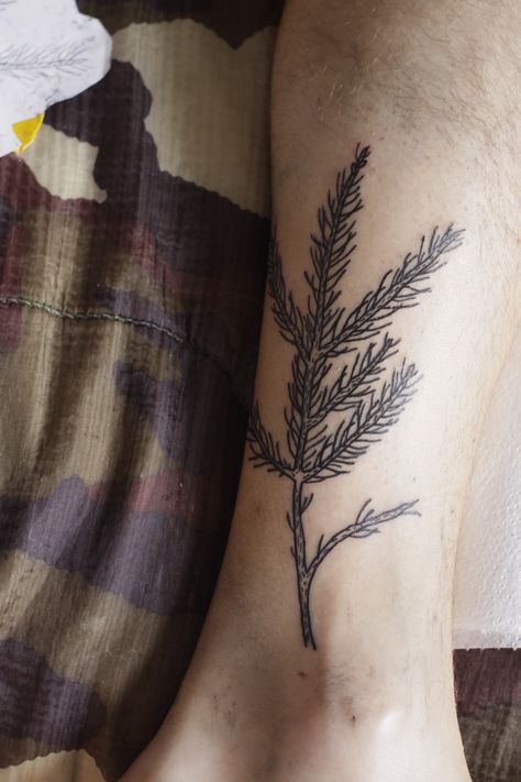 Spruce Tattoo Branch, Fir Tattoo Trees, Balsam Fir Tattoo, Spruce Branch Tattoo, Evergreen Branch Tattoo, Pine Branch Tattoo, Olives Aesthetic, Pinecone Tattoo, Tree Tattoo Black