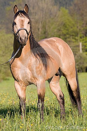 American Quarter Horse | American Quarter Horse Posing Stallion Royalty Free Stock Images ... Quarter Horses, Cai Arabi, Aqha Stallion, Quarter Horse Stallion, Buckskin Horse, Stallion Horse, Beautiful Horses Photography, Horse Therapy, Types Of Horses