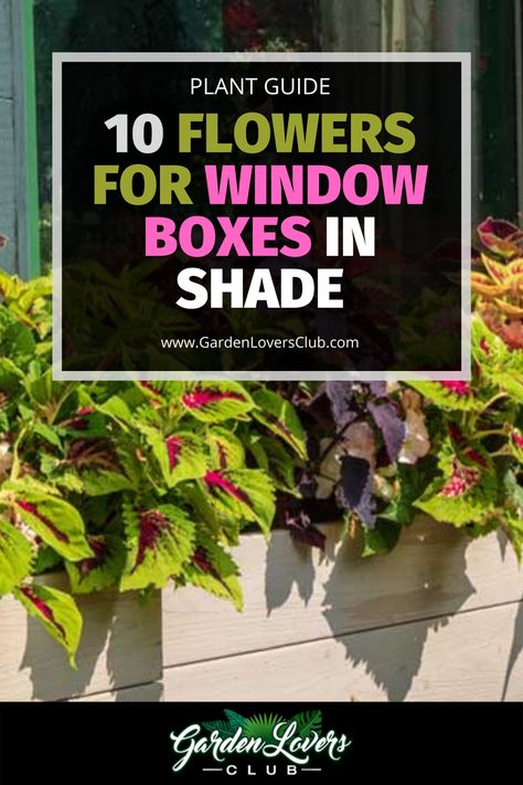 In this guide, we will take a look at 10 different plants that will thrive in a shady window flower box. We will discuss how each one looks and the type of care that it will need to grow in the space. Window Box Shade Flowers, Window Boxes In Shade, Plants For Window Boxes In Shade, Shaded Planter Box Ideas, Shaded Window Box Flowers, Flower Box Ideas For Shade, North Facing Window Boxes, Perennials For Window Boxes, Shade Flower Boxes Window