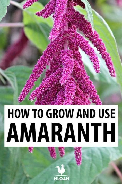 Permaculture, Amaranth Plant, Art Creative Ideas, Amaranth Flower, Housing Inspiration, Garden River, 2023 Garden, Garden Areas, Medicinal Herbs Garden