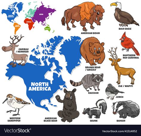 World Map With Continents, North America Continent, World Map Continents, Animal Activities For Kids, American Black Bear, North American Animals, Educational Illustration, Animals Vector, Science Experiments For Preschoolers