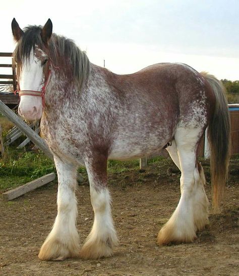 Clydesdale Horse | #FifthRidge #horse #cuteandfunnyhorse #warhorse #horseriding #horseracing #horsebreeds #horseimages #horseforsale #horseshoe #horserider #horserace #horsepics #horsenames Clydesdale Horses, Big Horse Breeds, Clydesdale Horse, Horse Black, Horse Halters, Shire Horse, Horse Show Clothes, Barrel Racing Horses, Big Horses