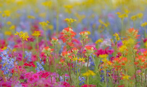 Rocky Mountains, Wildflowers Photography, Heart Wallpaper, Facebook Cover Photos, Cover Photo, Flower Field, Flower Pictures, Facebook Cover, Flower Petals