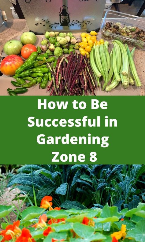 Learn how to successfully garden in Zone 8. No gardening zone is without challenges so be sure to check the end of this post for helpful articles for your gardening zone. #GardeningZone8 #Zone8 #Gardening Zone 8 October Planting, Fall Garden Layout Zone 8, Zone 8b Planting Schedule Vegetables, Planting Calendar For Zone 8, What To Plant August Zone 8, 8b Gardening Zone, Planting Zone 8b Vegetable Garden, Zone 8 Container Gardening, Texas Gardening Zone 8b